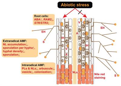 Responses of Arbuscular Mycorrhizal Symbiosis to Abiotic Stress: A Lipid-Centric Perspective